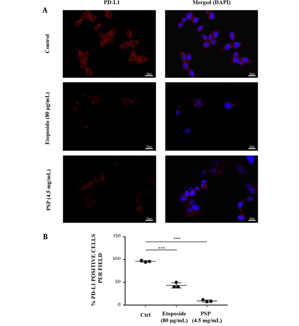 Immunofluorescence imaging analyzed the effect of polysaccharide peptide inhibition on programmed cell death-ligand 1 expression. HCT116 cells were treated with Etoposide (80 μg/mL) or PSP (4.5 mg/mL) for 48 hours and stained with labelled PD-L1 antibody (red) and DAPI nuclear stain (blue). The experiments were repeated three times to demonstrate consistency of the assay. (B) The mean of positive rates of PD-L1 per field in each view with PSP or Etoposide treatment compared to the untreated control. * P &lt; 0.05, ** P &lt; 0.01, *** P &lt; 0.001, t-test.