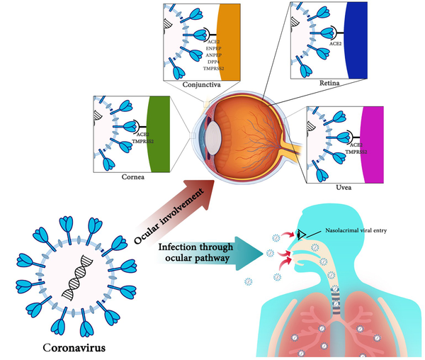 The impact of coronaviruses on the infection through the ocular pathway and eye involvement