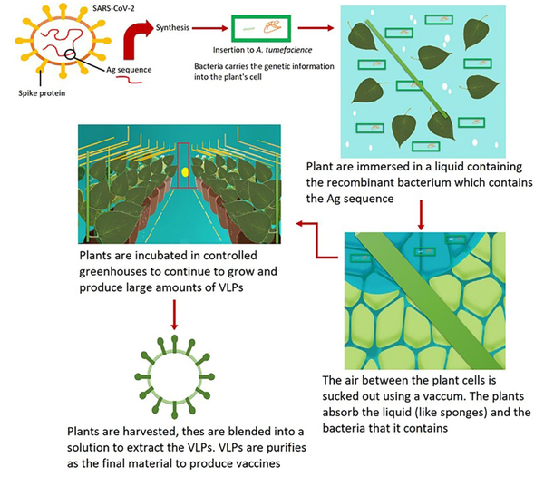 Medicago technology for the development of plant-based VLP vaccines