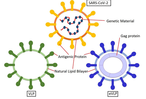 Structure of VLP and eVLP. VBI developed its COVID-19 vaccine based on eVLP technology.
