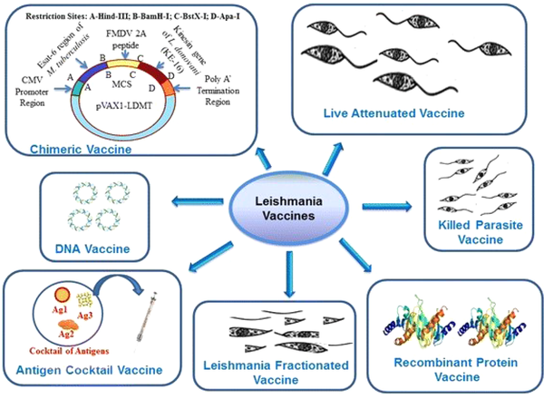 Different vaccines against leishmaniasis adapted from Srivastava et al. 2016 (35).