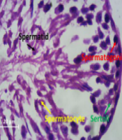 Jentashapir J Cell Mol Biol