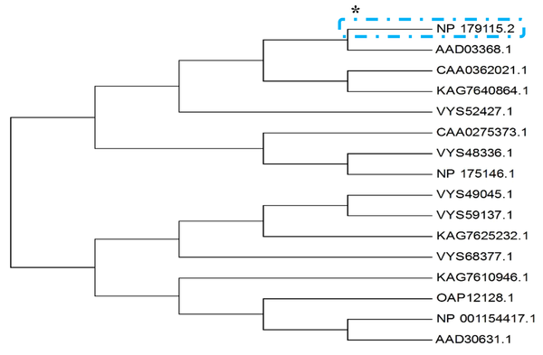Phylogenetic tree related to the initial 15 records obtained from the unknown protein of interest blast using MEGA software (version 7)