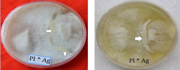 The formation of clamp connections between Pleurotus florida and Agaricus bisporus.