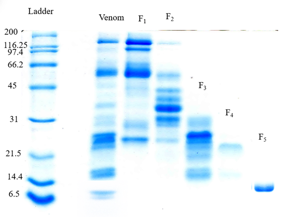 15% SDS-PAGE profile of the crud venom and venom fractions of IEc venom obtained from gel filtration