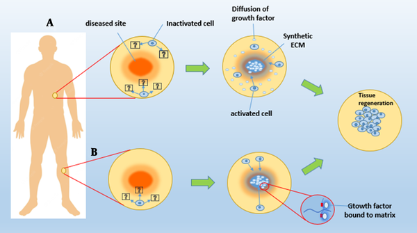 Two tissue engineering methods for delivering growth factors to tissues utilizing synthetic ECMs. A, Synthetic ECMs can guide cell migration and tissue regeneration in specific cell populations by releasing physically enclosed bioactive chemicals; B, Growth factors can also be chemically bonded to a matter system, allowing them to be accessed by the cells that enter it.