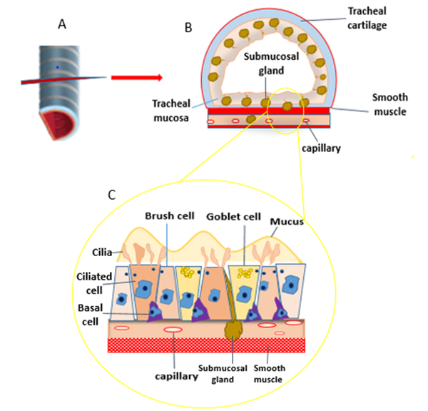 The tracheal epithelium depicted anatomically. A and B, The trachea comprises cartilage and epithelium in longitudinal and cross-sectional planes; C, The tracheal epithelium in plan, featuring ciliated cell, brush cell, basal cell, and goblet cell.