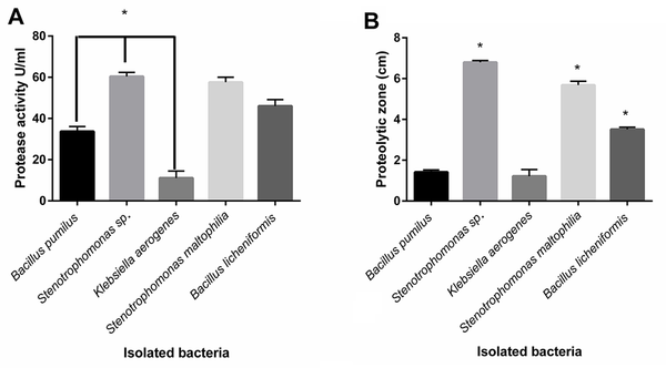 Comparison of measured protease activity of isolated proteases by the spectrophotometric method; (A) Measured proteolytic zone of cultured bacteria in skim milk agar; (B) Stenotrophomonas sp., Stenotrophomonas maltophilia, and Bacillus licheniformis indicating the significant highest proteolytic zone, compared to other bacteria, respectively (P &lt; 0.05). Stenotrophomonas sp., S. maltophilia, and B. licheniformis showed significant most excellent protease activity (P &lt; 0.05).