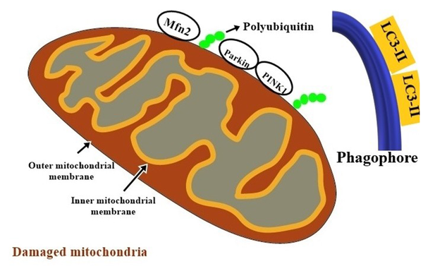 PINK1/Parkin mediated mitophagy. In response to mitochondria damage and decreased potential of the mitochondrial inner membrane, putative kinase protein 1 (PINK1) accumulates on the outer mitochondrial membrane; then, it induces phosphorylation of Parkin protein. Parkin bound to Mfn2 in a PINK1-dependent manner; PINK1 phosphorylated Mfn2 and promoted its Parkin-mediated ubiqitination, and mitophagosome formation. Production of microtubule-associated protein 1A/1B-light chain 3 II (LC3-II) promotes the maturation of phagophores.