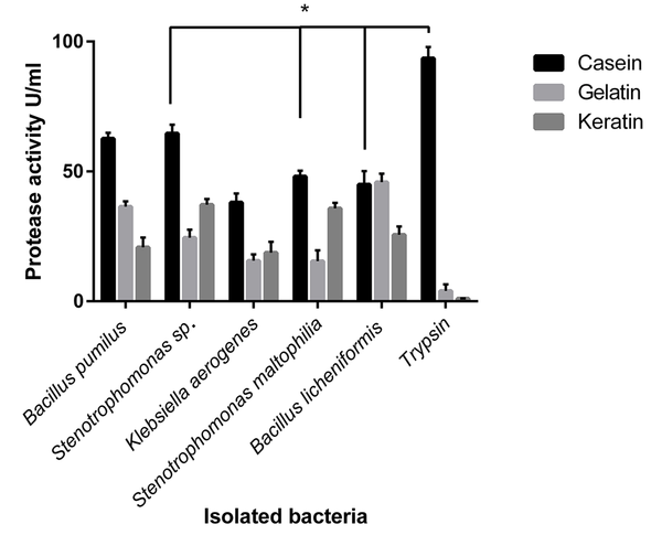 Effects of various substrates on the protease activity of isolated bacteria. The types of substrate affected the activity of the enzymes. The differences in observed protease activity among casein, gelatin, and keratin as substrates were significant (P &lt; 0.05) in Bacillus pumilus, Stenotrophomonas sp., and Stenotrophomonas maltophilia. All the isolated microbial enzymes had a significantly increasing enzyme activity for casein (except Bacillus licheniformis, with similar activity for gelatin).