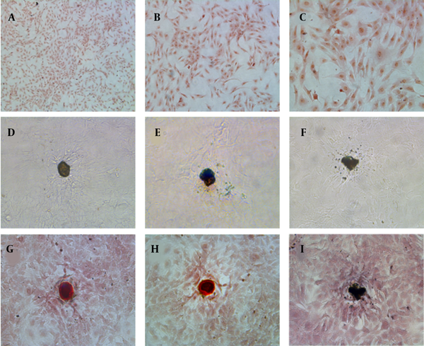 Characterizations of primary osteoblasts in culture: (A - C) Alkaline phosphatase histochemical staining of osteoblasts (10x, 20x, and 40x HE, respectively); (D - F) Osteoblasts calcified nodules before alizarin red S staining, 20x HE; (G - I) Alizarin red S staining of osteoblasts calcified nodules, 20x HE