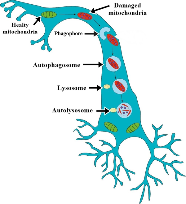 Mitochondrial movement and mitophagy in neurons. Phagophore is known as an isolation membrane, surrounds damaged mitochondria, then fuses to mitochondria, newly formed double-membrane structures known as autophagosomes. The autophagosomes deliver mitochondria to lysosomes for degradation. Autophagosome fuse with lysosome is referred to as autolysosome.
