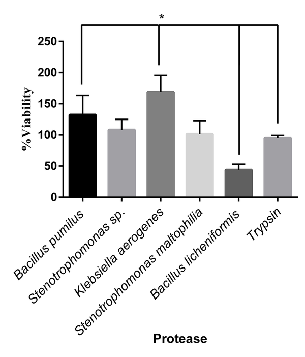Viability percentage in cells treated by different microbial proteases and trypsin. The cell viability increased significantly in the cells treated with Klebsiella aerogenes protease and Bacillus pumilus protease, respectively, compared to that of trypsin (P &lt; 0.05). The Bacillus licheniformis protease decreased cell viability significantly, compared to trypsin (P &lt; 0.05). The cell viability in treated cells by Stenotrophomonas sp. and Stenotrophomonas maltophilia were the same as trypsin.