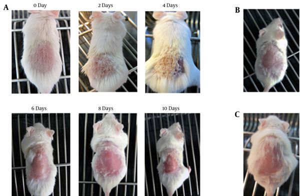 Clinical characteristics of mice in different groups. A, Clinical features of irritant contact dermatitis (ICD) symptoms induced by dinitrochlorobenzene (DNCB) and acetone/olive oil mixture in mouse model on days 0, 2, 4, 6, 8, and 10; B, Clinical characteristics of untreated healthy control mice; C, Clinical features induced by acetone/olive oil mixture in mice on day 10