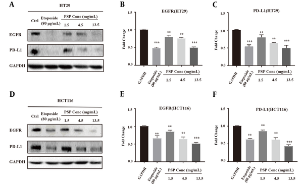 Polysaccharide peptide down-regulated the expression of epidermal growth factor receptor and programmed cell death-ligand 1 in colorectal cancer cells. A, Western blot analysis expression of EGFR and PD-L1 in HT 29; and B, HCT116 cells after PSP (0.5, 1.5, 4.5 and 13.5 mg/mL, for 2 days) treatment; C - G, using ImageJ for quantitative analysis of the intensity of the western blot bands. The fold change of target proteins band intensity was normalized with GAPDH and compared with untreated cells. Results are presented as mean ± SD. * P &lt; 0.05, ** P &lt; 0.01, *** P &lt; 0.001, t-test.