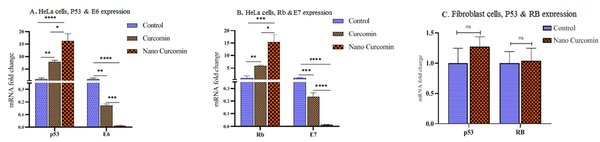 By real-time RT-PCR, the expression analysis of E6, E7, P53, and Rb genes in cancerous HeLa cells and fibroblast cells. A and B, A significant decrease in the expression of E6 and E7 genes and increase in the expression of P53 and Rb genes were observed in HeLa cells; C, No significant variation was occurred by nano-curcumin treatment of Rb and P53 genes expression in normal fibroblast cells (significant at * P &lt; 0.05, ** P &lt; 0.01, *** P &lt; 0.001, **** P &lt; 0.0001).