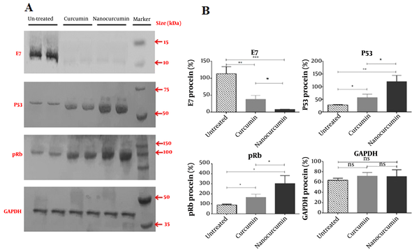 Western blotting results of E7, P53, Rb, and GAPDH protein (as control) in nano-curcumin and curcumin-treated HeLa cells. A, Nanocurcumin treatment can decrease E7 protein expression and increase P53 and Rb proteins in cancerous HeLa cells more than curcumin significantly; B, Data has quantified by ImageJ software, and the significance of protein alterations was determined (significant at * P &lt; 0.05, ** P &lt; 0.01, *** P &lt; 0.001).
