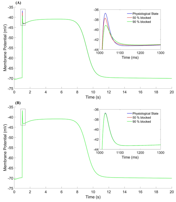 The effect of potassium channel gates on a slow-wave of the HGSMC in three states. Physiological state (blue line), 50% blocked (red line), 90% blocked (green line). (A) τd,Kni parameter, (B) τf,Kni parameter.