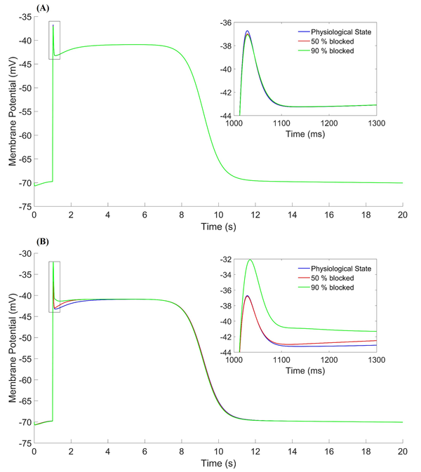 The effect of fast potassium channel gates on a slow-wave of the HGSMC in three states. Physiological state (blue line), 50% blocked (red line), 90% blocked (green line). (A) τd,Kfi parameter, (B) τf,Kfi parameter.