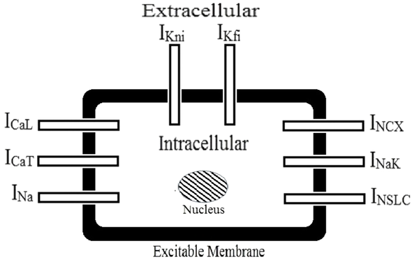 Schematic view of the HGSMC model. Calcium currents (ICaL,ICaT), sodium current (INa), potassium currents (IKni,IKfi), sodium-calcium exchanger (INCX), sodium-potassium pump (INaK), and leakage current (INSLC).