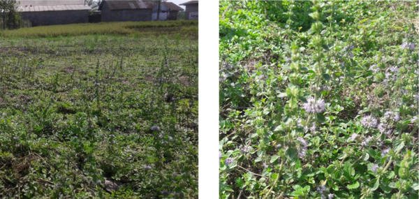 Two photos of Ziziphora (Ziziphora persica) planting areas in Lahijan, northern Iran