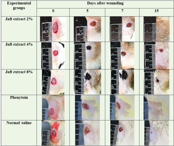 Representative photographs of the transition of wound closure in the rat model