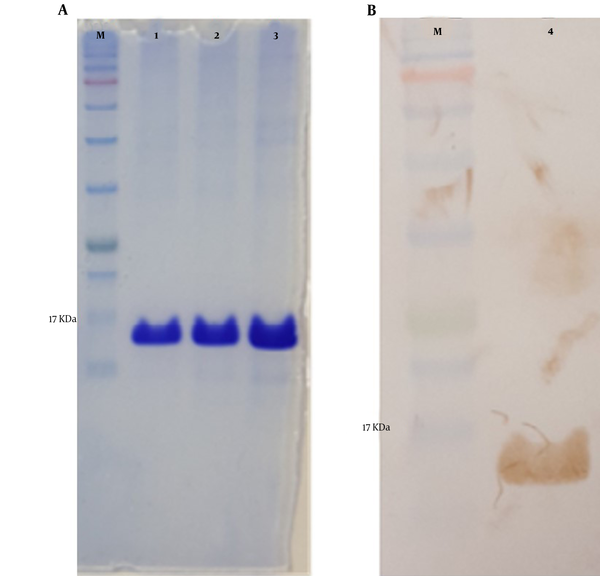 SDS-PAGE (A) and western blot analysis from purified mPD-1. M; protein marker, 1-3; purified mPD-1 and 4; western blot analysis of purified protein with anti His taq antibody.