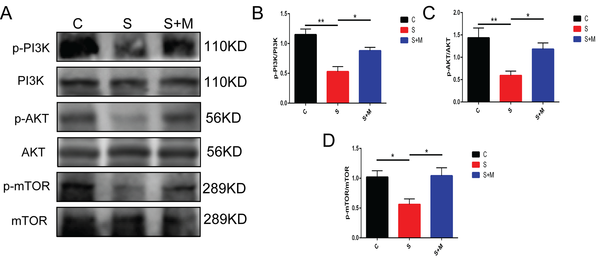 Effects of melatonin on the phosphatidylinositol 3-kinase (PI3K)/protein kinase B (Akt)/mammalian target of rapamycin (mTOR) signaling pathways; A - D, western blotting applied to measure the expression of phosphorylated (p)-PI3K, PI3K, p-Akt, Akt, p-mTOR, and mTOR; data showing mean ± standard error of mean; * P &lt; 0.05, ** P &lt; 0.01