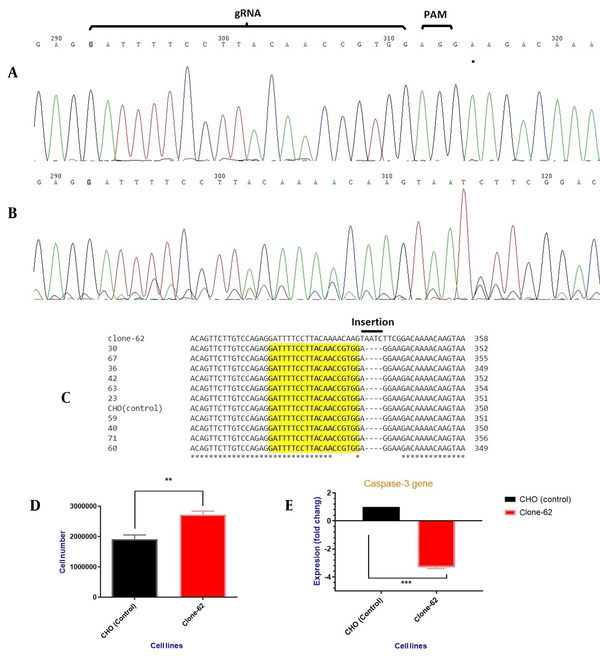 (A) PCR product sequencing of the control cell line by Sanger sequencing, and (B) edited cell line (clone-62) containing AATC insertion, (C) Different individual single-cell PCR product alignments. Clone 62 showed the insertion of four nucleotides after breaking repair. (D) viable cell density. Comparison between the manipulated CHO cells (clone-62) and the control ones after 72 h. Results represent the mean of three analyses, and error bars show the standard deviation (P-value < 0.0017). (E) Expression of caspase-3 gene in manipulated cell lines (clone-62) compared to the control ones.
