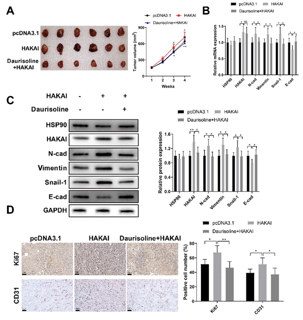 Daurisoline suppresses bladder carcinoma growth in nude mice; nude mice were given hypodermic injection of T24 cells with stably overexpressed HAKAI or negative control T24 cells. The mice in the daurisoline + HAKAI group were later treated with daurisoline. A, Tumor volume; B and C, the expressions of heat shock protein 90 (HSP90), HAKAI, E-cadherin (E-cad), N-cadherin (N-cad), vimentin, and Snail-1 in the tumors; D, positive rates of Ki67 and CD31 in the tumors. One-way or two-way analysis of variance was used for the multi-group comparisons, followed by Tukey’s multiple comparisons test.