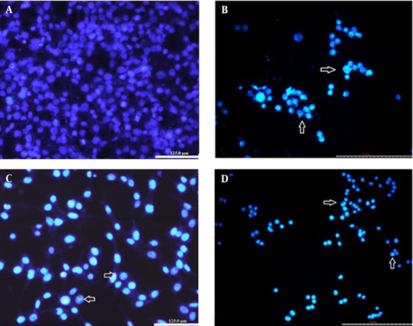 The BE(2)C cells with Hoechst staining after 48h. A, Control cells with round nuclei stained evenly; B, The cells were treated with IC50 concentration (300µg/ mL) of catechin; C, The cells were treated with IC50 concentration (500ng/ mL) of DOX; D, The cells were treated with the combination of ½ DOX and ½ catechin (25X). The nuclei are generally fragmented, condensed, and stained intensely. Nuclear morphological changes were shown with arrows.