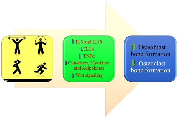 Main mechanisms involved in the effect of physical activity on bone density