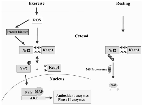 Schematic model of NRF2 transcriptional activity under exercise and rest conditions