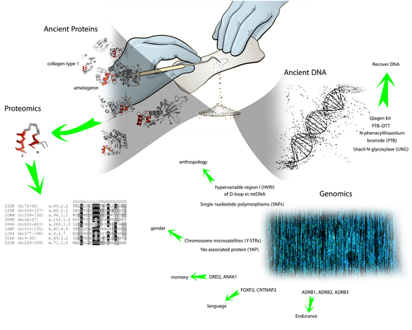 Proteomics And Genomics As Identification Procedures In Human ...