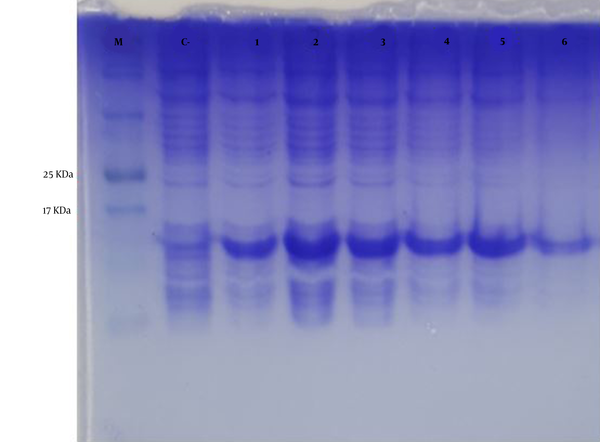 Protein expression optimization. M; protein marker, C-; before IPTG induction, 1; 0.3 mM IPTG, 28°C, overnight incubation, 2; 0.3 mM IPTG, 28°C, 5h incubation, 3; 1 mM IPTG, 28°C, 5 h incubation, 4; 1 mM IPTG, 28°C, overnight incubation, 5; 0.3 mM IPTG, 37°C, overnight incubation, 6; 1 mM IPTG, 37°C, overnight incubation.