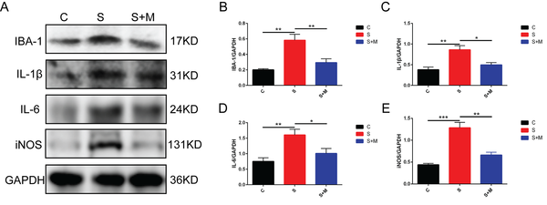 Effects of melatonin on glial cell activation and inflammatory cytokine expression; A - E, the protein expressions of ionized calcium-binding adapter molecule 1 (IBA-1), interleukin (IL)-1β, IL-6, and inducible nitric oxide synthase (iNOS) detected by western blotting; data showing mean ± standard error of mean; * P &lt; 0.05, ** P &lt; 0.01, *** P &lt; 0.001