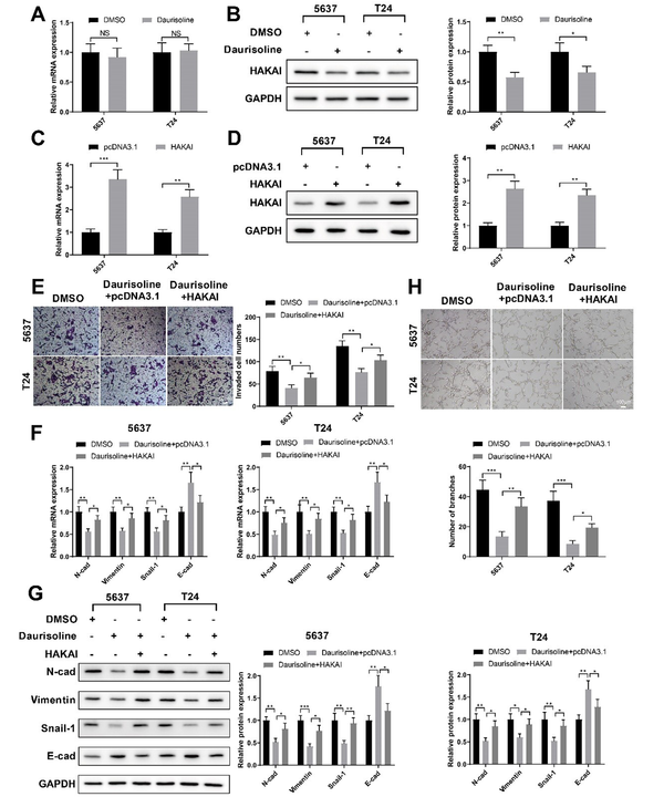 Daurisoline exerts tumor-suppressive effects by inhibiting HAKAI protein in bladder cancer cells; A, qRT-PCR; and B, western blotting measured the expression of HAKAI in 5637 and T24 cells treated with daurisoline or DMSO; C and D, the expression of HAKAI in 5637 and T24 cells transfected with pcDNA3.1-HAKAI or pcDNA3.1. After cell transfection and daurisoline treatment, E, transwell assay assessed the invasion of 5637 and T24 cells; F, qRT-PCR; and G, western blotting measured the expressions of E-cadherin (E-cad), N-cadherin (N-cad), vimentin, and Snail-1 in 5637 and T24 cells; H, matrigel-based tube formation assay assessed the angiogenesis of human umbilical vein endothelial cells (HUVECs) cultured in conditioned medium of 5637 and T24 cells. An unpaired t-test was used for the two-group comparisons. One-way analysis of variance was used for the multi-group comparisons, followed by Tukey’s multiple comparisons test.