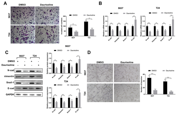 Daurisoline suppresses invasion and epithelial-mesenchymal transition of bladder cancer cells and angiogenesis of human umbilical vein endothelial cells; A, Transwell assay assessed the invasion of 5637 and T24 cells treated with daurisoline or DMSO; B, qRT-PCR; and C, western blotting measured the expressions of E-cad, N-cad, vimentin, and Snail-1 in treated 5637 and T24 cells; D, matrigel-based tube formation assay assessed the angiogenesis of HUVECs cultured in conditioned medium of treated 5637 and T24 cells. An unpaired t-test was used for the two-group comparisons.
