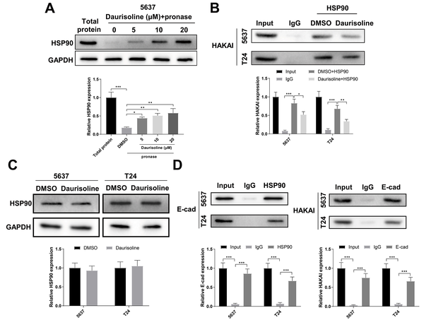 Daurisoline targets HSP90 to promote the degradation of the HAKAI protein; A, Drug affinity responsive target stability (DARTS) assay verified the binding between daurisoline and heat shock protein 90 (HSP90) in 5637 cells; B, co-immunoprecipitation (Co-IP) assay verified the binding between HSP90 and HAKAI in 5637 and T24 cells; C, Western blotting detected the expression of HSP90 protein in daurisoline-treated 5637 and T24 cells; D, Co-IP assay verified the targeting relationships among HSP90, HAKAI, and E-cadherin (E-cad) in 5637 and T24 cells. An unpaired t-test was used for the two-group comparisons. One-way analysis of variance was used for the multi-group comparisons, followed by Tukey’s multiple comparisons test.