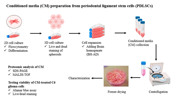Schematic illustration of the process of the periodontal ligament stem cell conditioned medium collection.