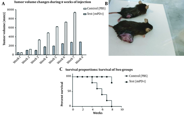 Inhibitory effect of recombinant mPD1 in mice model. A, Tumor volume change within eight weeks of tumor challenge (the difference in the 5th to 8th weeks was statistically significant (P &lt; 0.05)). B, Tumor mass in mice receiving recombinant mPD-1 (below) and PBS (above). C, The mice survival rate after the tumor challenge in the test and control groups.