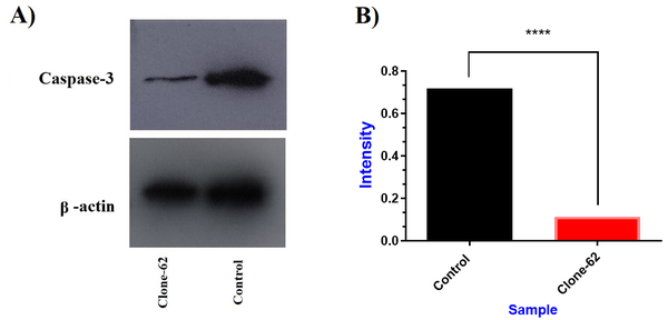 Evaluation of caspase-3 protein expression by western blot. (A) Caspase-3 protein decreased in clone-62 (individual manipulated cell) compared to control. (B) The expression level of caspase-3 protein in manipulated cell (clone-62) by CRISPR/Cas9 system has decreased 6.4-fold compared to the control.