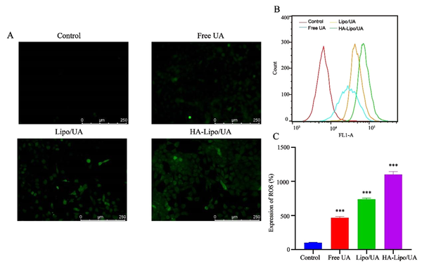 ROS expression in A549 cells after treat with different formulations. (A) Representative fluorescence images of ROS formation (DCFH-DA); (B-C) Flow analysis and quantification of ROS production. *** P < 0.001, ** P < 0.01, and * P < 0.05.