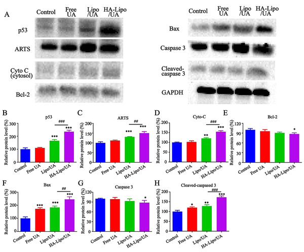 Effects of different formulations on p53/ARTS induce mitochondrial apoptotic signalling. p53, ARTS, Cyto C, Bcl-2, Bax, Caspase 3 and Gapdh protein expression in A549 cells detected by Western blot. Quantitative analysis of Western blotting bands including p53 (B), ARTS (C), Cyto C (D), Bcl-2 (E), Bax (F), Caspase 3(G) and Cleaved-caspased 3 (H). ***P < 0.001, ** P < 0.01, and * P < 0.05 compared to control group. ###P < 0.001 and ## P < 0.01 compared to Lipo/UA group.