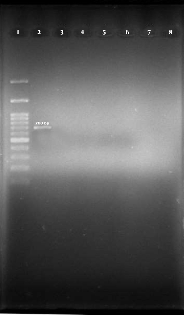 Lane 1 is a marker (100 bp). Lane 2 is positive control (E. coli O113:NM) that bands within 700 bp. Lane 3 is negative control (double distilled water). Lanes 4 - 8 are negative samples.