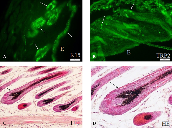 A, Keratinocyte stem cells; B, Melanocyte stem cells; and C, Differentiated melanocytes observed in the skin of mice of strain C57BL/10JHir. Keratinocyte stem cells (arrows) detected by anti-K15 antibody are observed in E, the epidermis; and A, Hair bulges of the first telogen phase of 24-day-old mice; B, By contrast, melanocyte stem cells (arrows) detected by anti-TRP2/DCT antibodies are observed in the hair bulges of the first telogen phase of 24-day-old mice; C, D, Hematoxylin and eosin staining of the skin of the second anagen hair follicles of 35-day-old mice; C, Pigmented melanocytes are observed in the hair bulbs; D, Higher magnification of the second anagen hair follicles of 35-day-old mice shows pigmented melanocytes and mature melanosomes transported to surrounding keratinocytes. Magnification A, B, × 400; and C, D, × 800