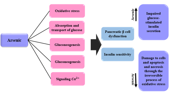 Mechanisms of the effects of arsenic on diabetes