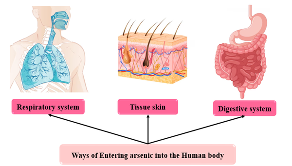 Ways of entering arsenic into the human body