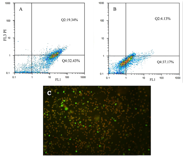 Flow cytometry analysis of the MCF-7 cells exposed to 6d and 6g at IC50 concentration for 24 h. A and B, quantity of apoptosis of cells exposed to 6d and 6g respectively; C, Annexin V-PI staining cell; early apoptosis (green; annexin V); late apoptosis (red and green; PI and Annexin V); necrosis (red; PI)