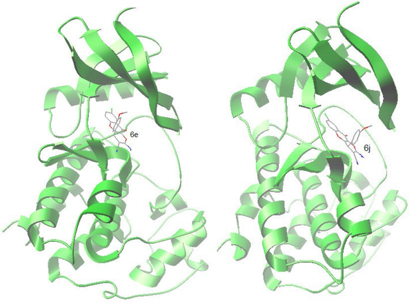 Accomodation of compounds 6e and 6j in the active site of Cyclin-dependent kinase 6 (CDK6)